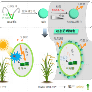 科学家发现凝聚体光学防晒平衡植物抗逆与增产新机制